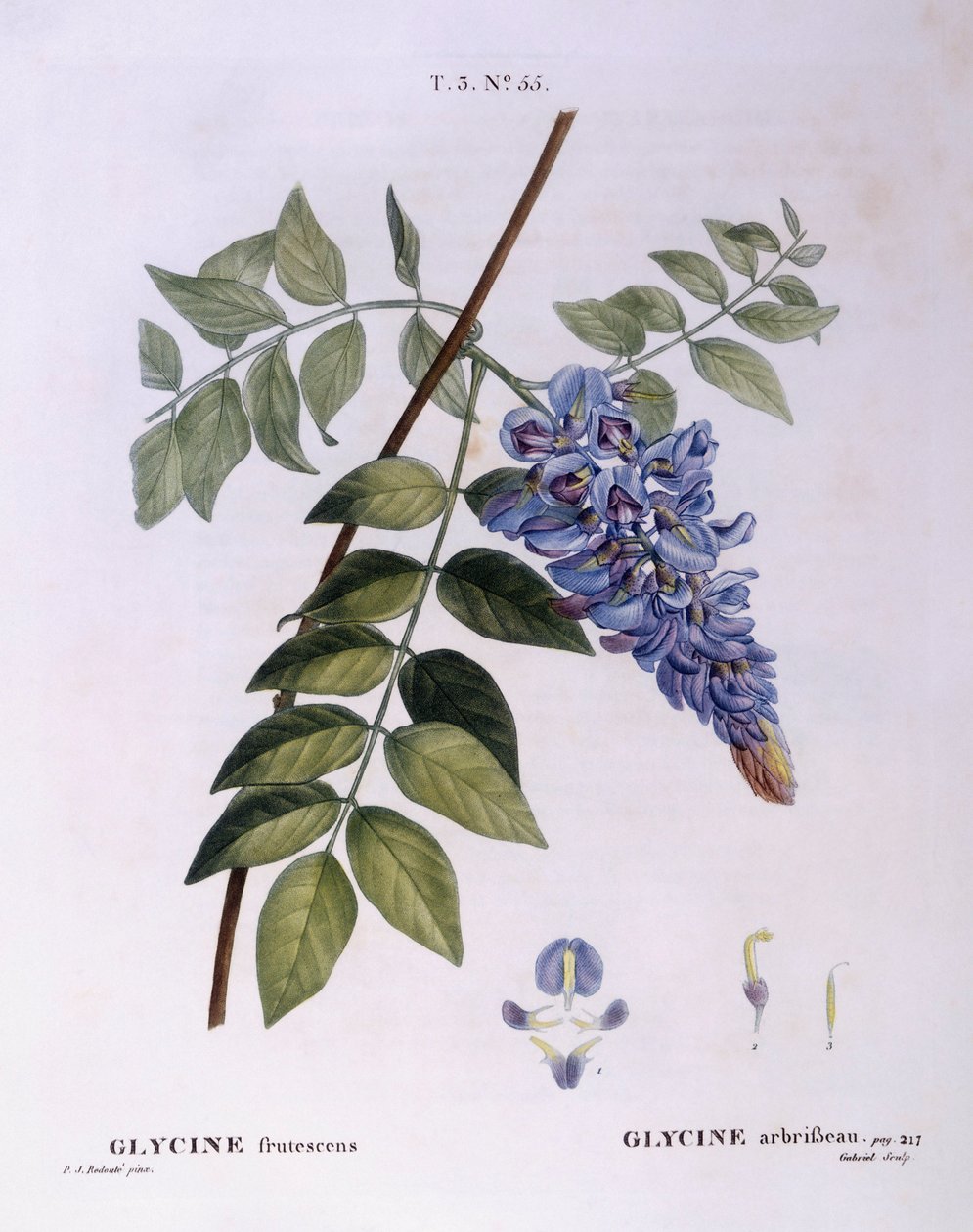 Wisteria (Glycine frutescens), Henry Louis Duhamel du Monceau, botanische plaat door Pierre Joseph Redouté door Pierre Joseph Redouté