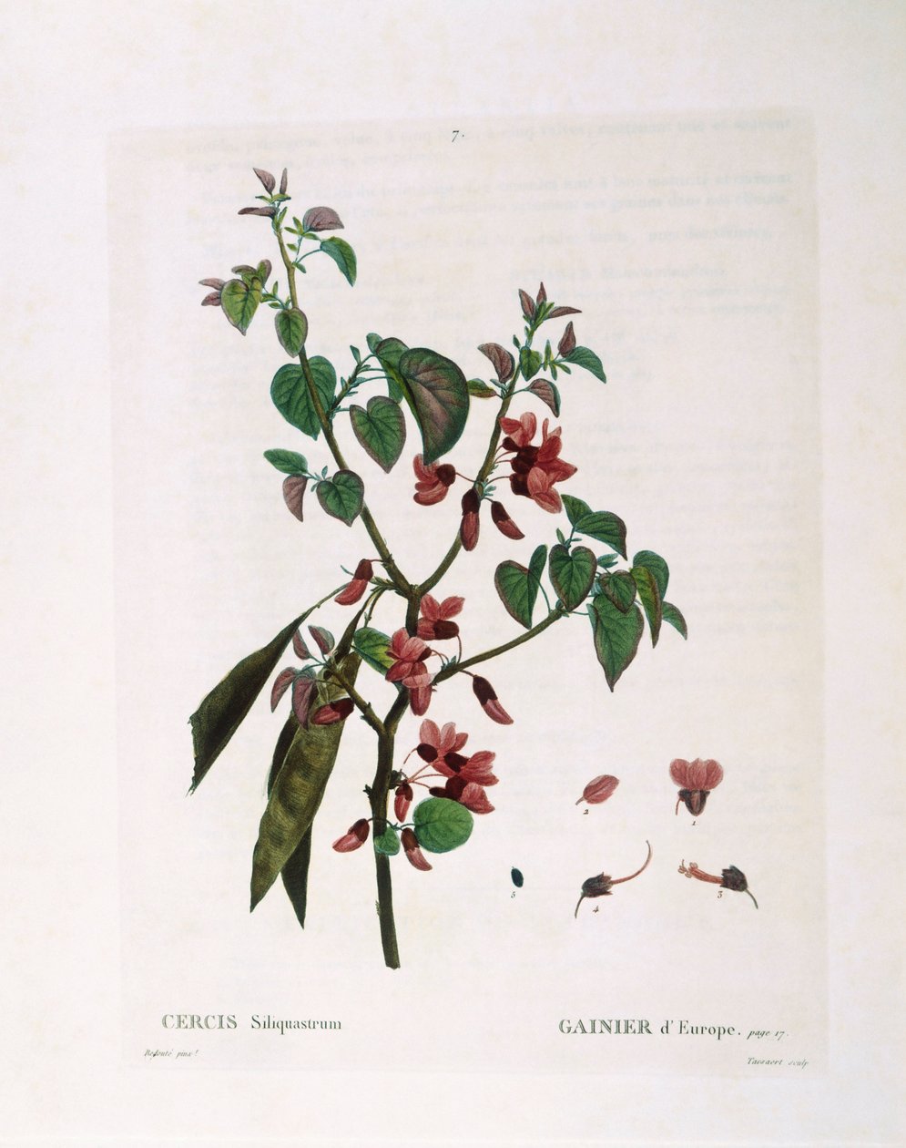 Judasboom (Cercis siliquastrum), botanische plaat door Pierre Joseph Redouté door Pierre Joseph Redouté
