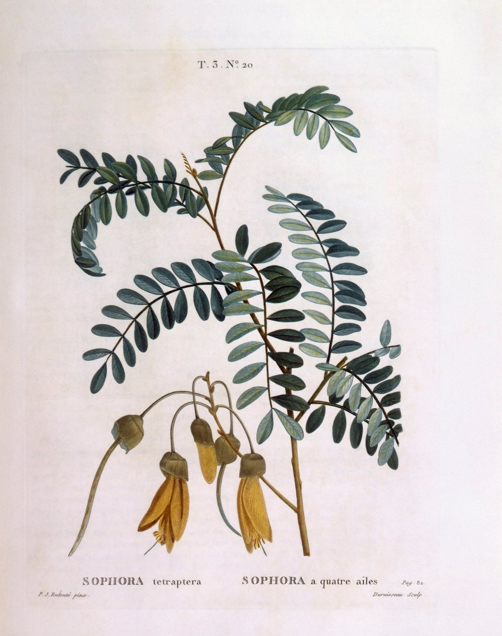 Kowhai (Sophora tetraptera of Edwardsia grandiflora), botanische plaat door Pierre Joseph Redouté door Pierre Joseph Redouté
