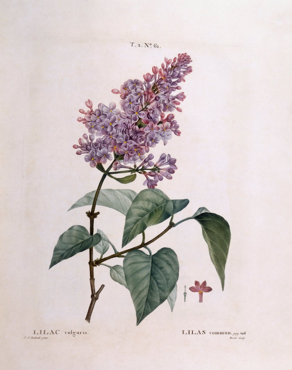 Sering (Syringa vulgaris), botanische plaat door Pierre Joseph Redouté door Pierre-Joseph Redouté