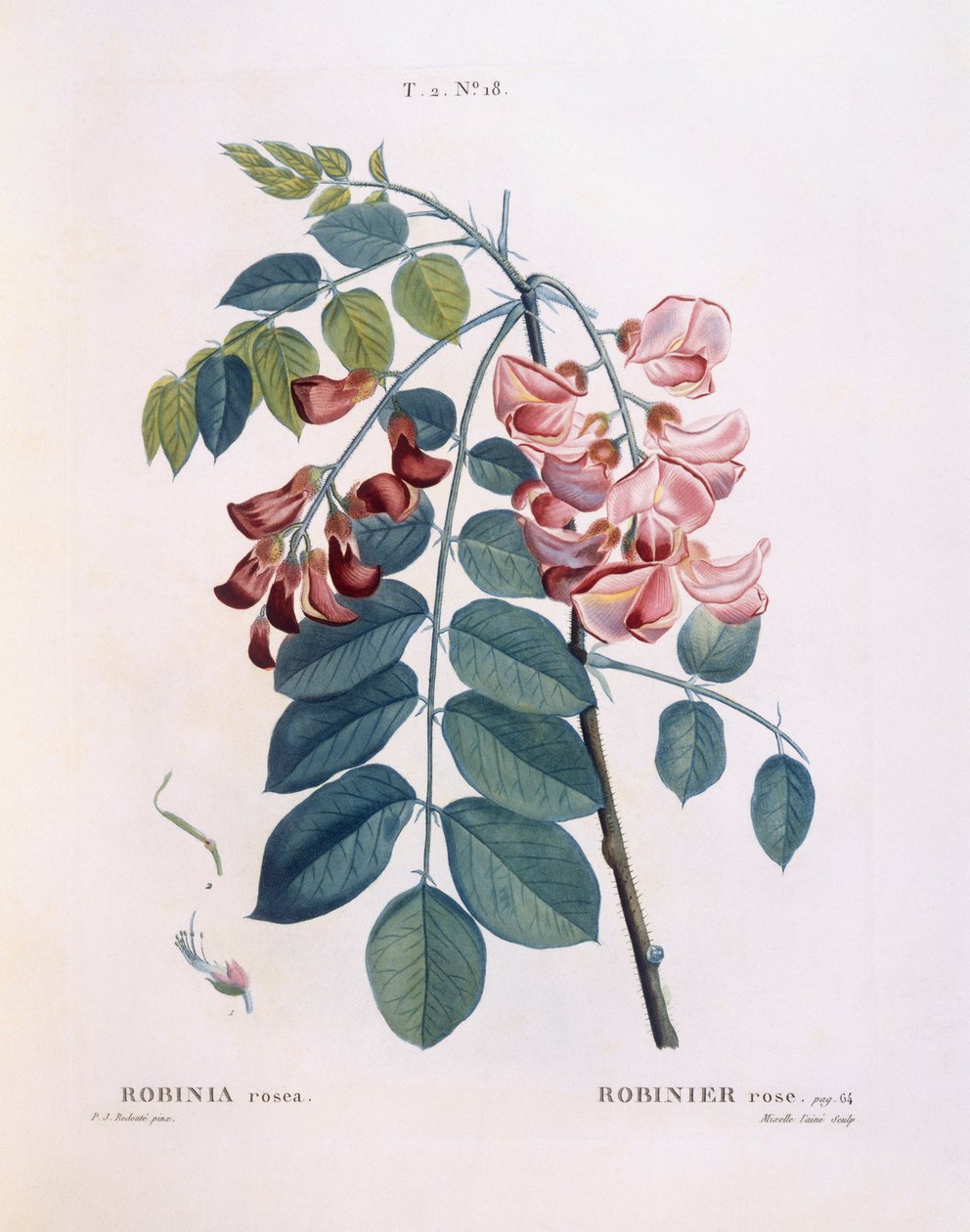 Robinia (Robinia rosea), Henry Louis Duhamel du Monceau, botanische plaat door Pierre Joseph Redouté door Pierre Joseph Redouté