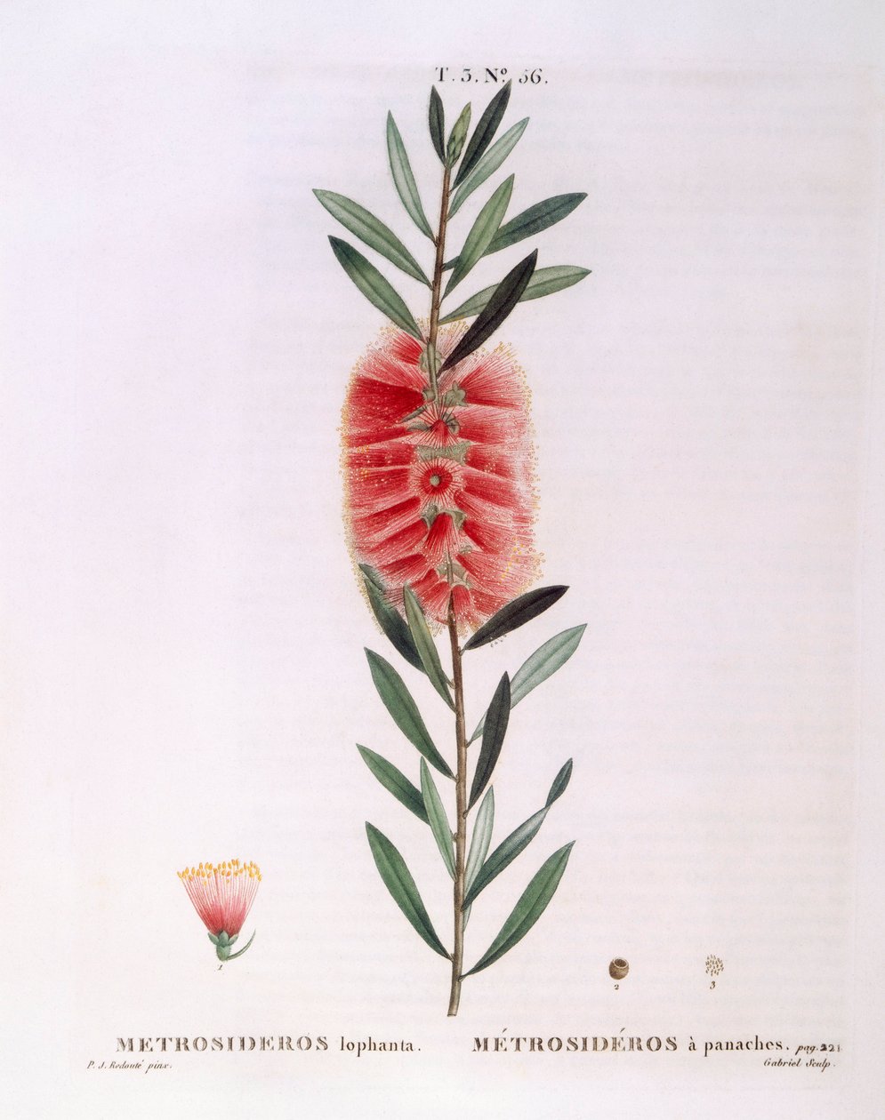Metrosideros Lophanta, botanische plaat door Pierre Joseph Redouté door Pierre Joseph Redouté
