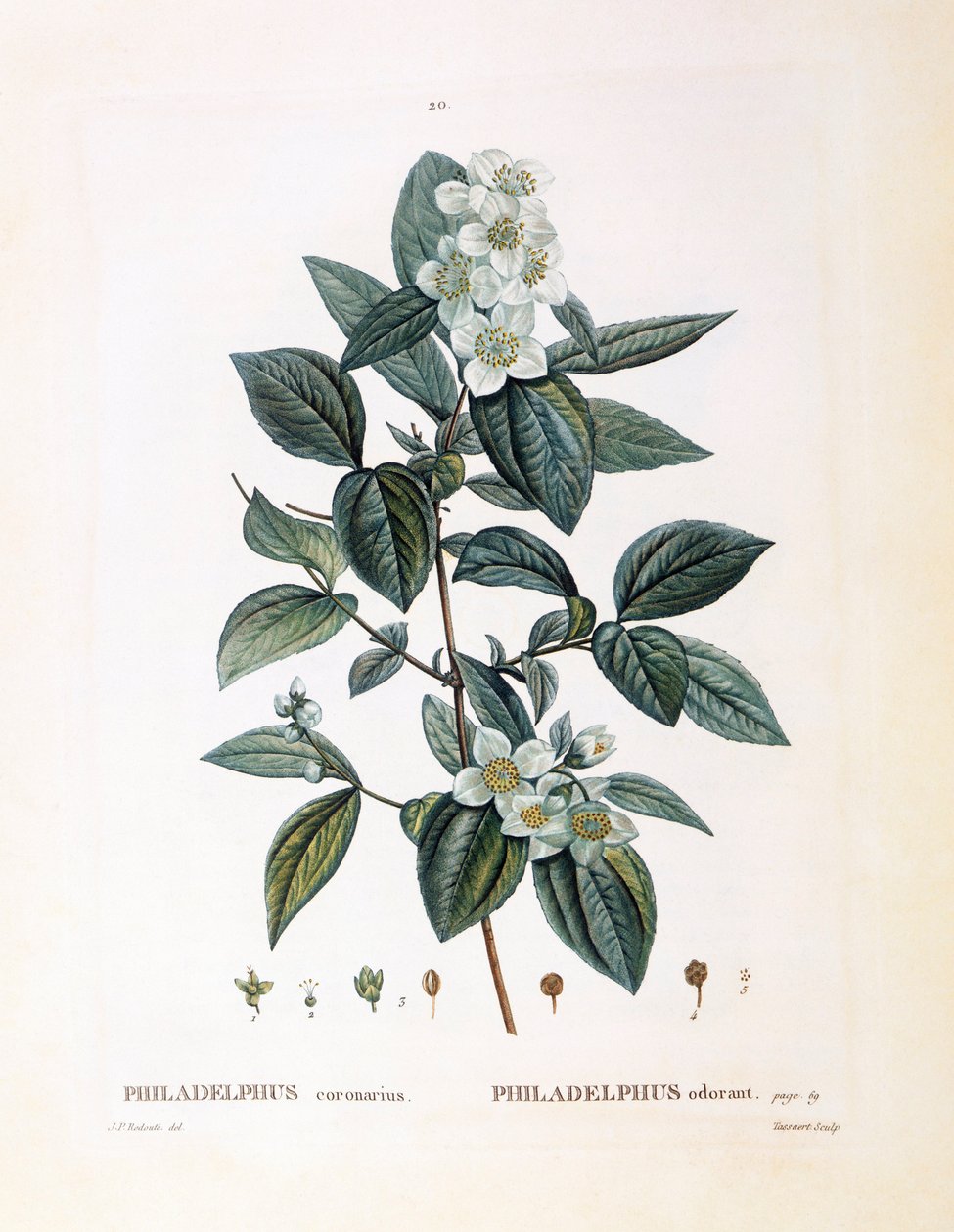 Schijnoranjebloesem (Philadelphus coronarius), botanische plaat door Pierre Joseph Redouté door Pierre Joseph Redouté