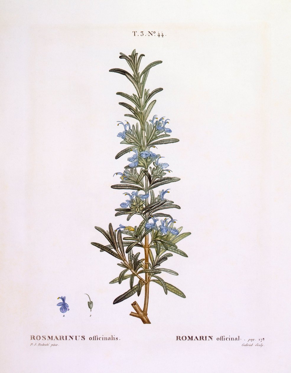 Rozemarijn (Rosmarinus officinalis), botanische plaat door Pierre Joseph Redouté door Pierre Joseph Redouté