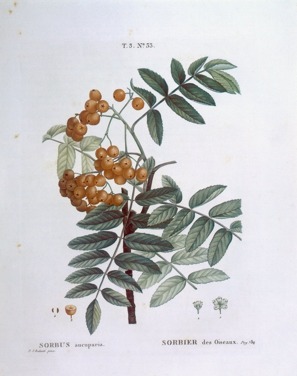 Lijsterbes of Europese lijsterbes (Sorbus aucuparia), Henry Louis Duhamel du Monceau, botanische plaat door Pierre Joseph Redouté door Pierre Joseph Redouté