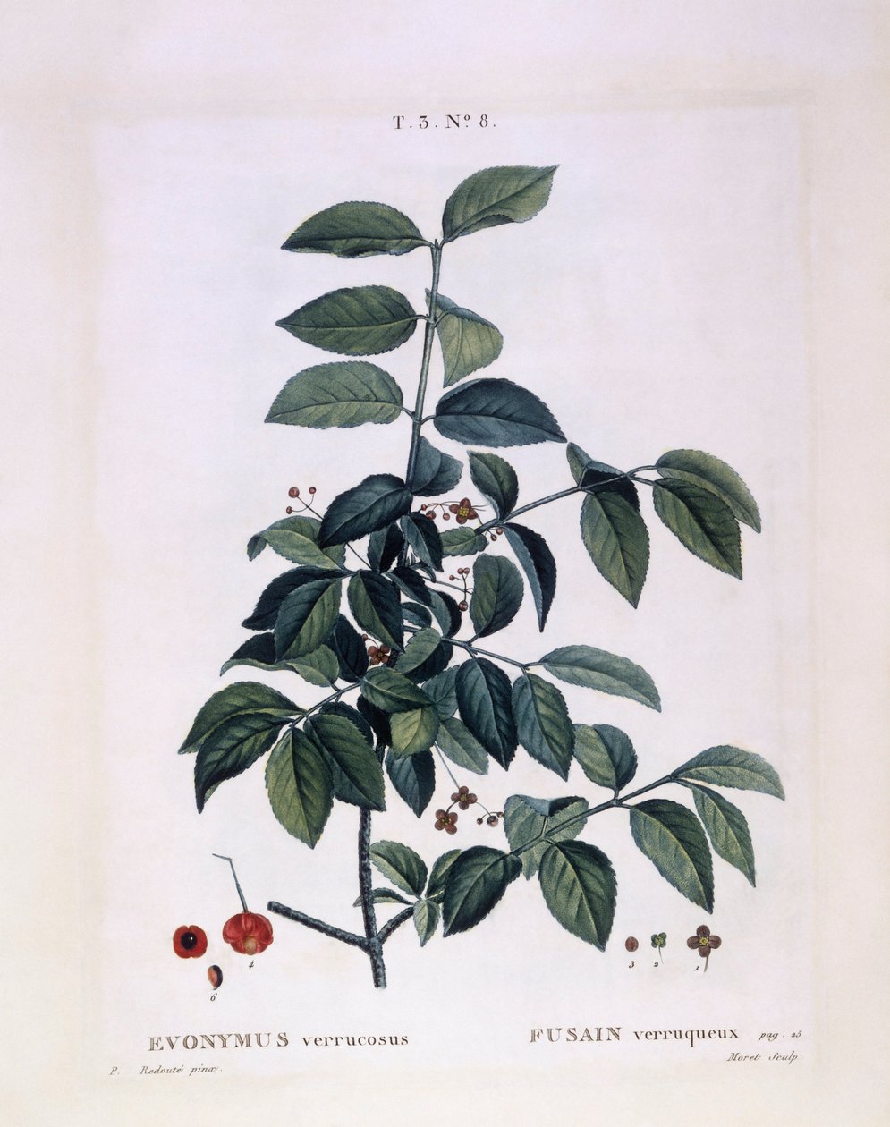 Kardinaalsmuts (Euonymus verrucosus), botanische plaat door Pierre Joseph Redouté door Pierre Joseph Redouté