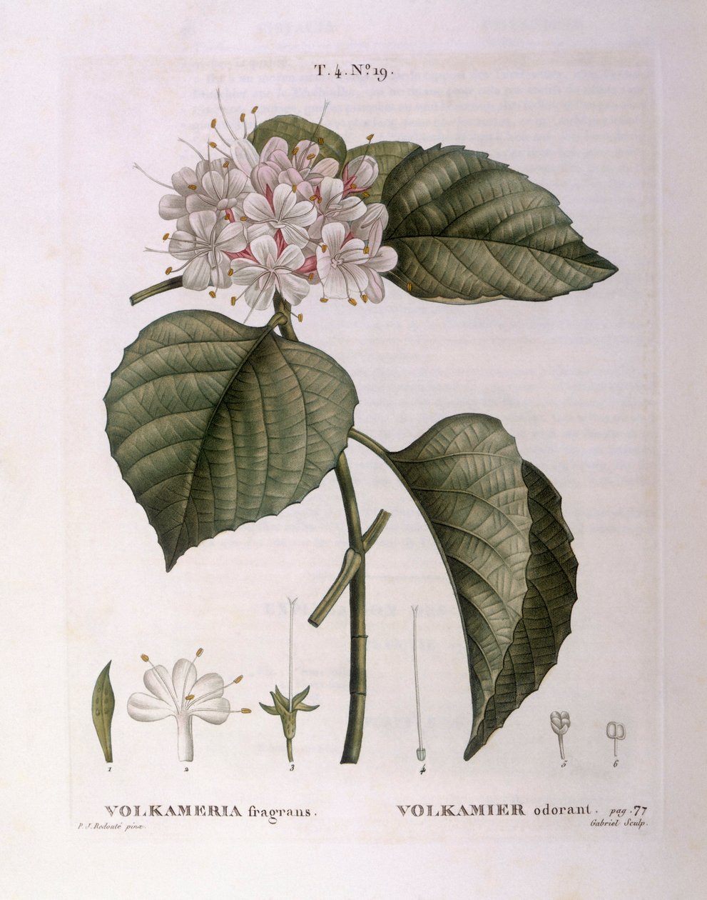 Volkameria fragrans, botanische plaat door Pierre Joseph Redouté door Pierre Joseph Redouté