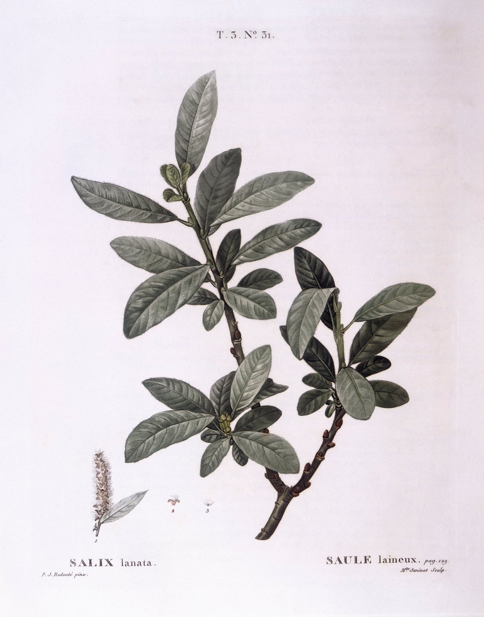 Wilg (Salix lanata), botanische plaat door Pierre Joseph Redouté door Pierre Joseph Redouté