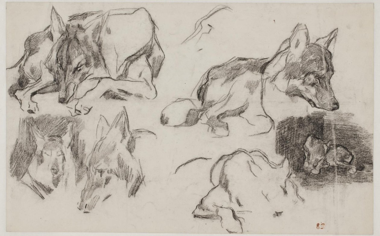 Studies van Marokkaanse honden door Pierre Andrieu