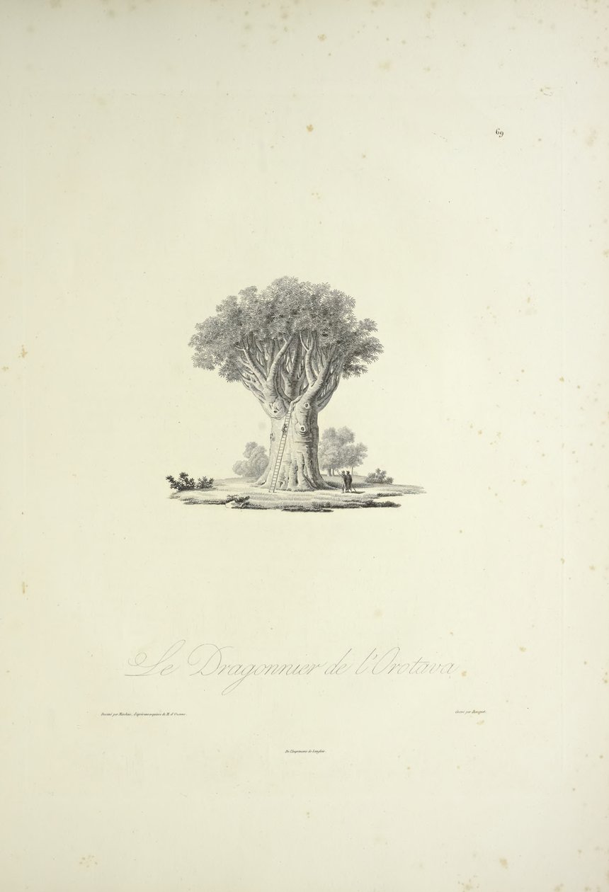 De Drakenboom van Orotava, gegraveerd door Bouquet, illustratie uit 