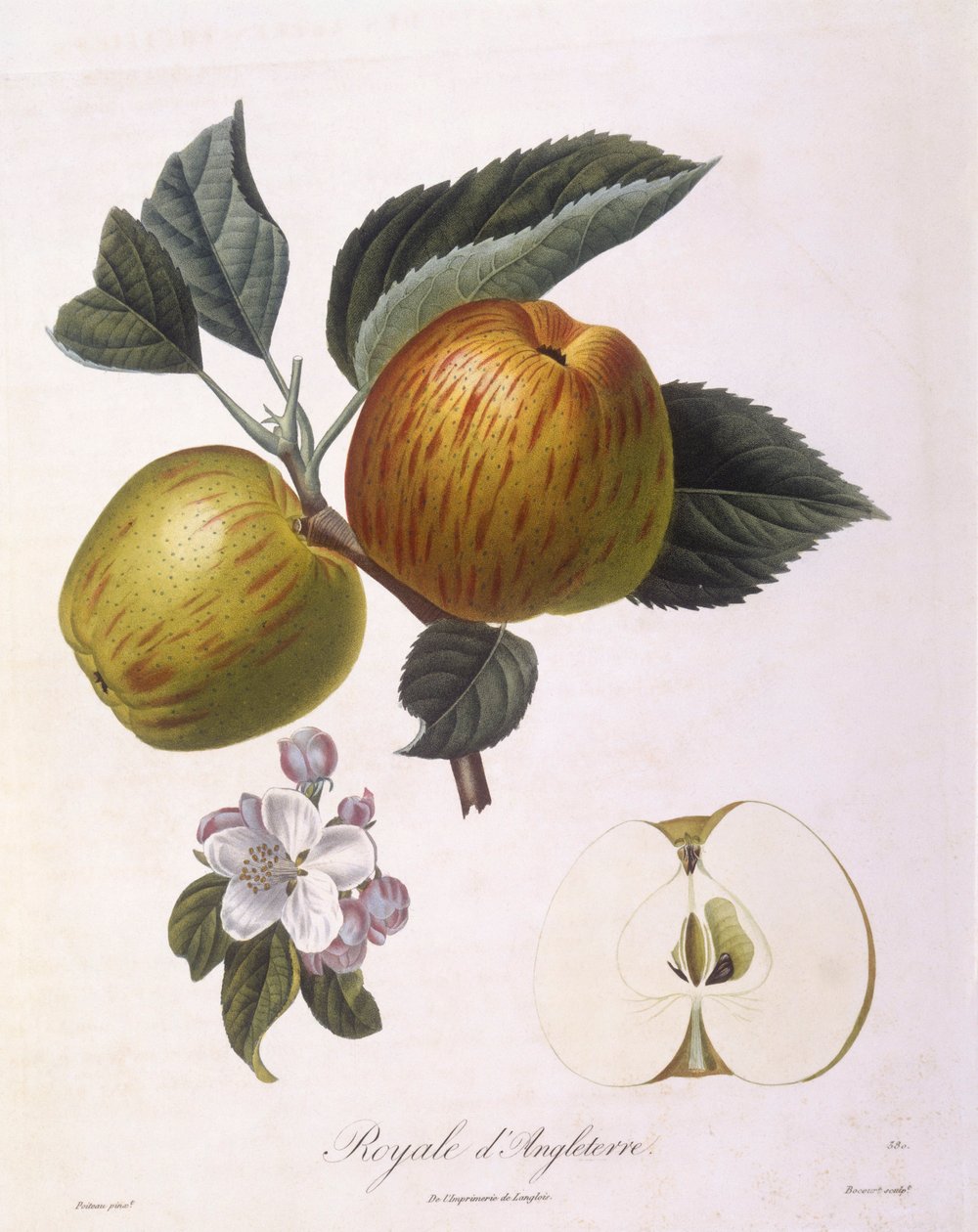 Appel 