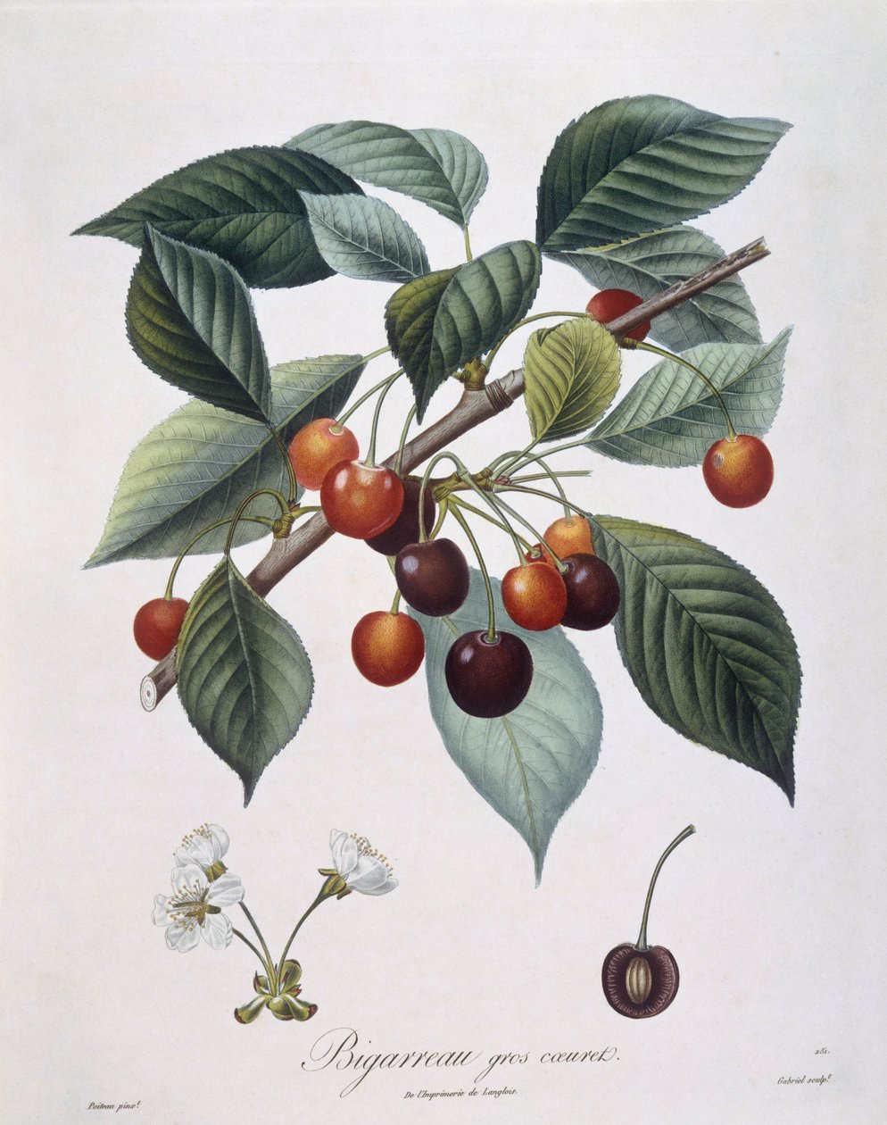 Kersenboom (Prunus avium) "Bigarreau" Henry Louis Duhamel du Monceau, botanische plaat door Pierre Antoine Poiteau door Pierre Antoine (after) Poiteau