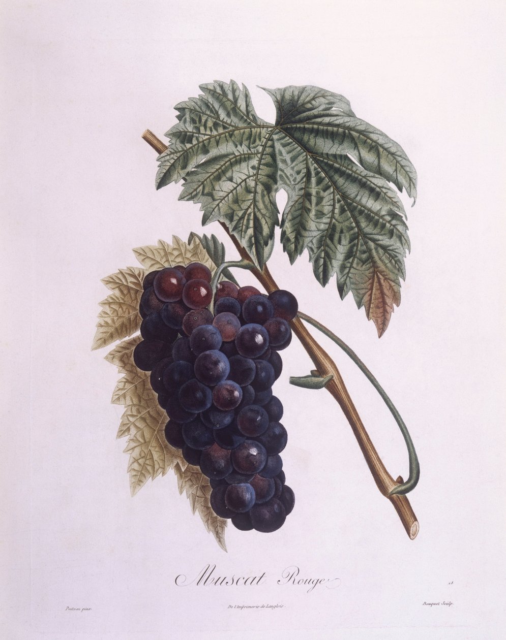 Muskaatdruivenstok (Vitis vinifera), botanische plaat door Pierre Antoine Poiteau door Pierre Antoine (after) Poiteau