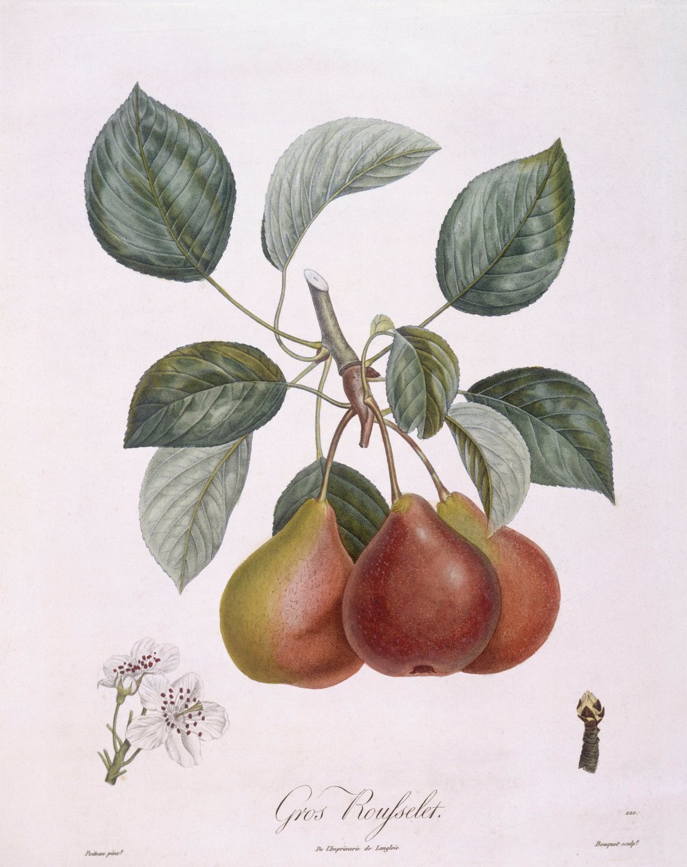 Peer "Gros Rousselet", botanische plaat door Pierre Antoine Poiteau door Pierre Antoine (after) Poiteau