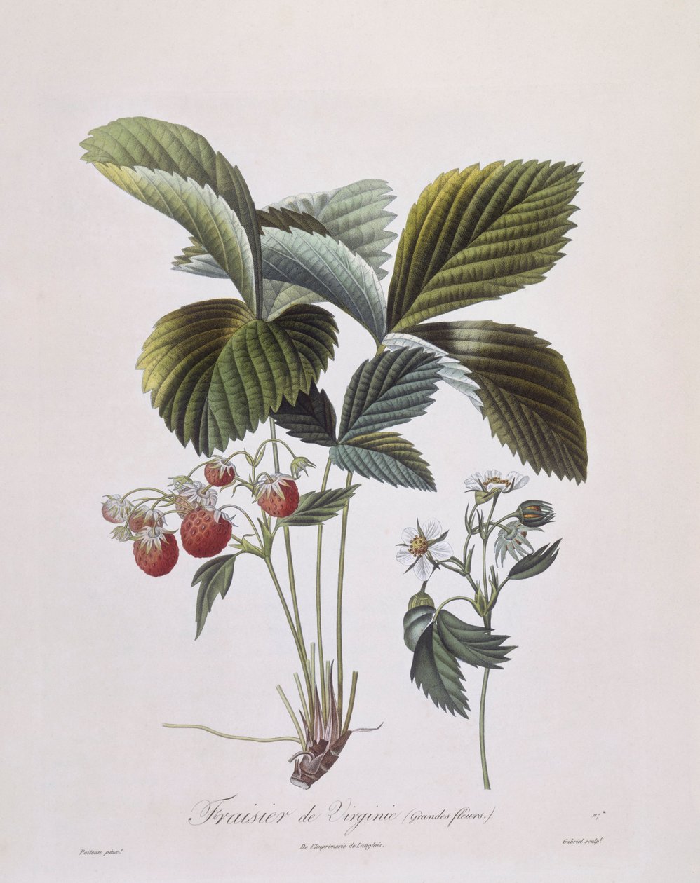 Virginia Aardbei (Fragaria virginiana), Henry Louis Duhamel du Monceau, botanische plaat door Pierre Antoine Poiteau door Pierre Antoine (after) Poiteau