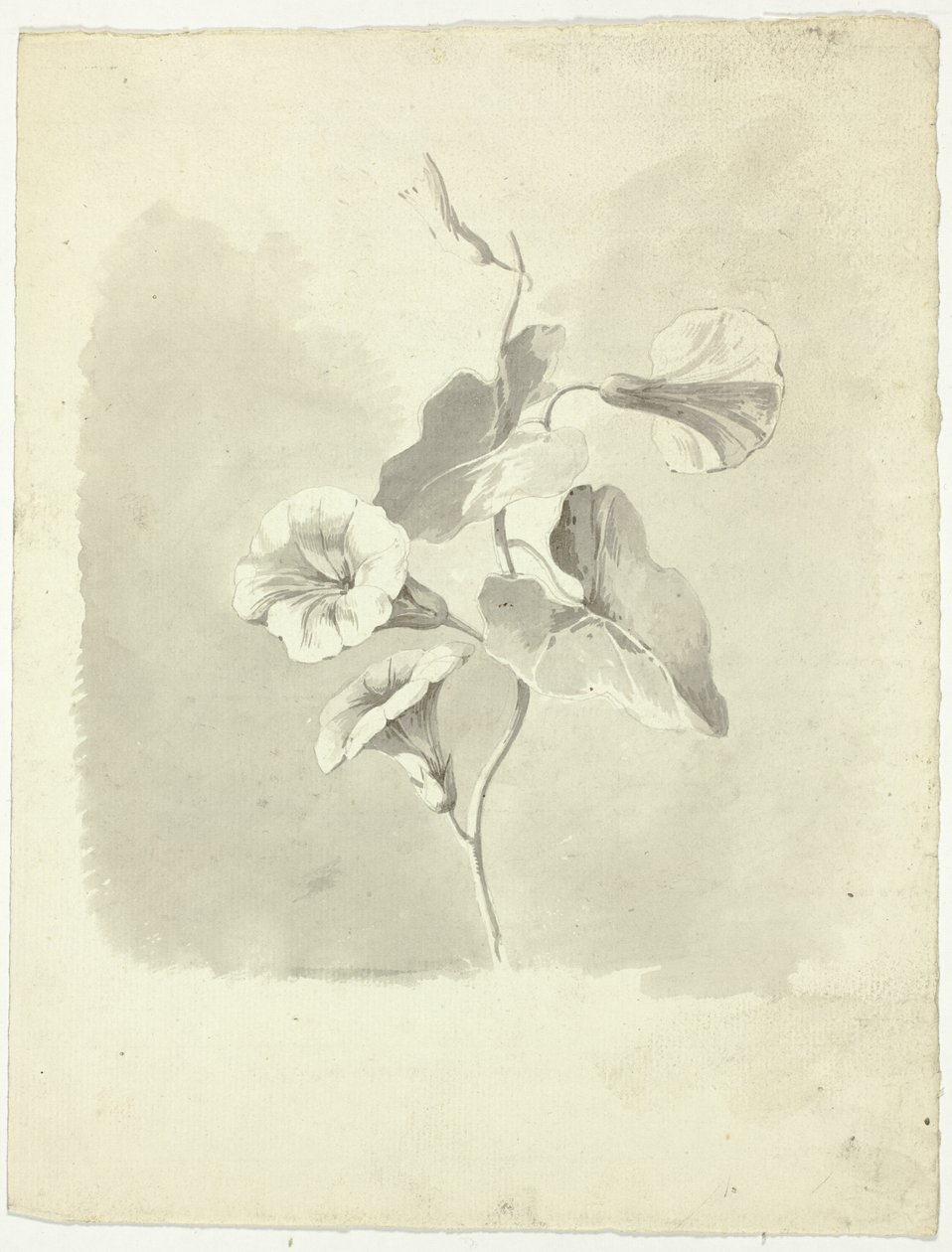 Morning Glories door Pierre Antoine Mongin