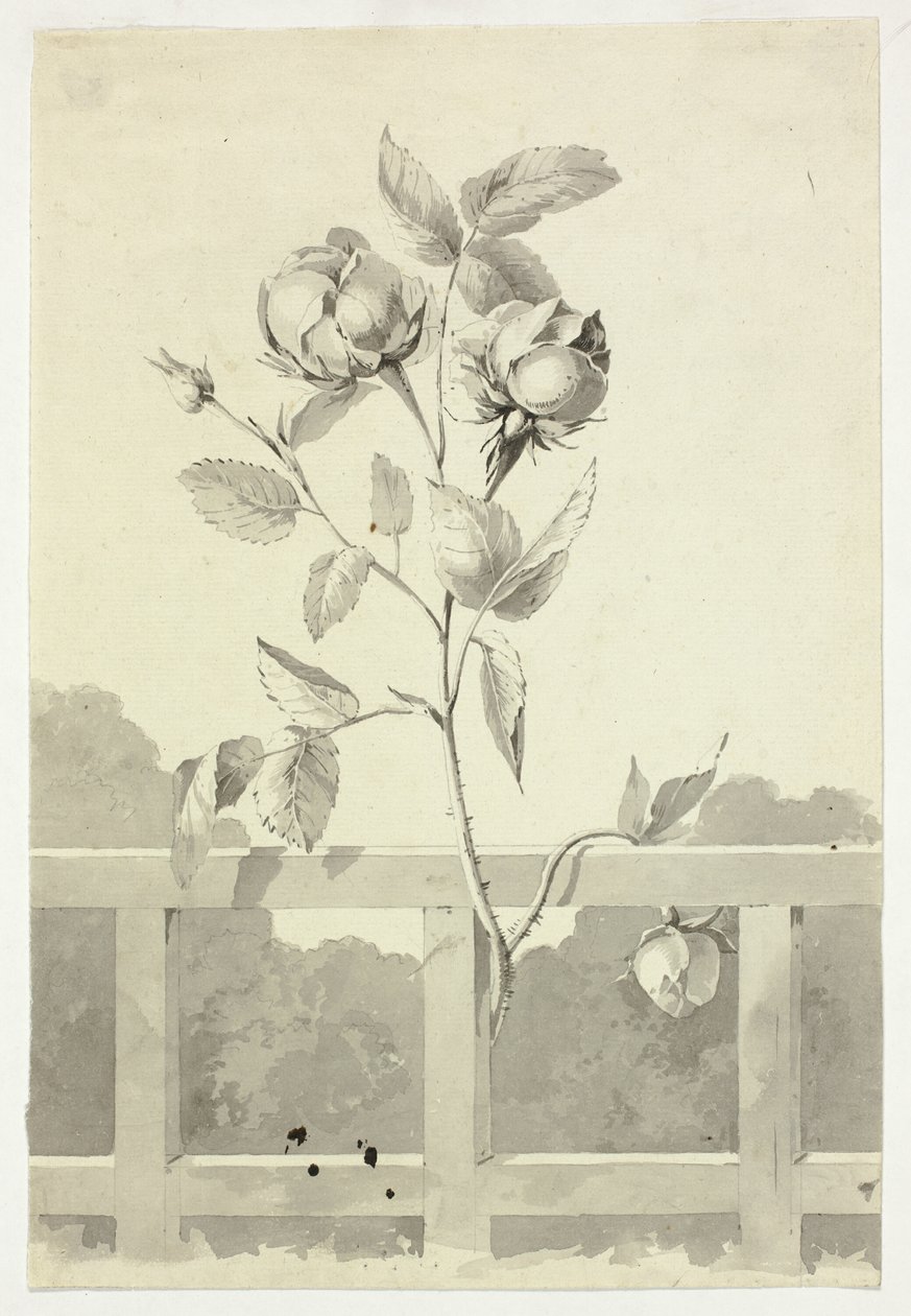 Roos door Pierre Antoine Mongin