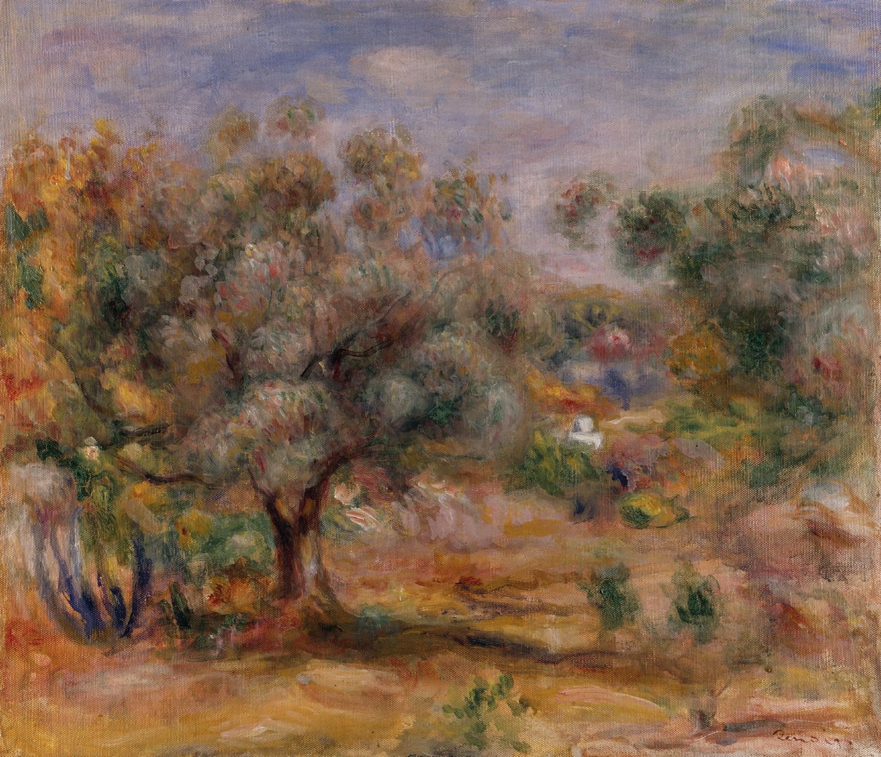 Olijfboom in Les Collettes, ca. 1910-15 (olieverf op doek) door Pierre Auguste Renoir