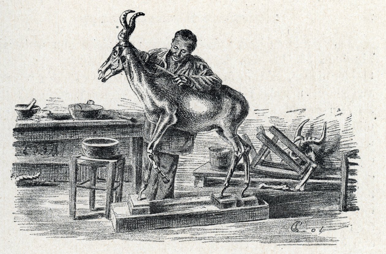 Taxidermie: Een taxidermist vult een hartebeest in zijn werkplaats Gravure uit "Excursion a travers les metiers" door Pierre Calmette Privécollectie door Pierre Calmettes