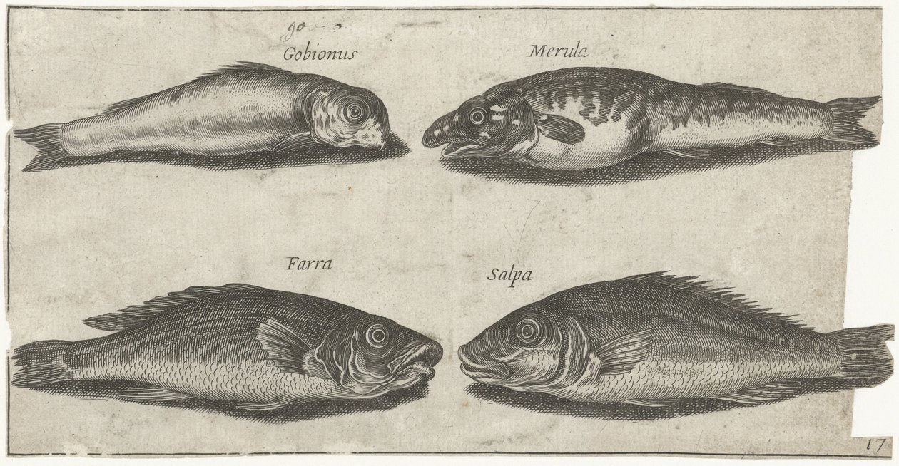 Grondel, bokvis, wijting en een andere vis door Pierre Firens