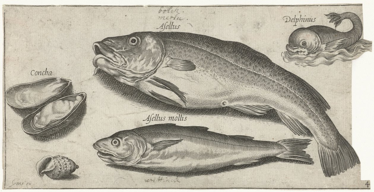 Kabeljauw, wijting, een dolfijn en schelpen door Pierre Firens
