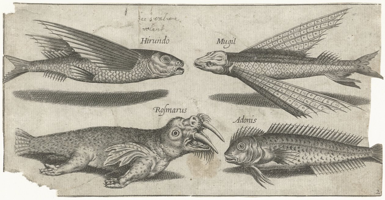 Vliegende knorhaan, lompje, slijmvis en een walrus door Pierre Firens