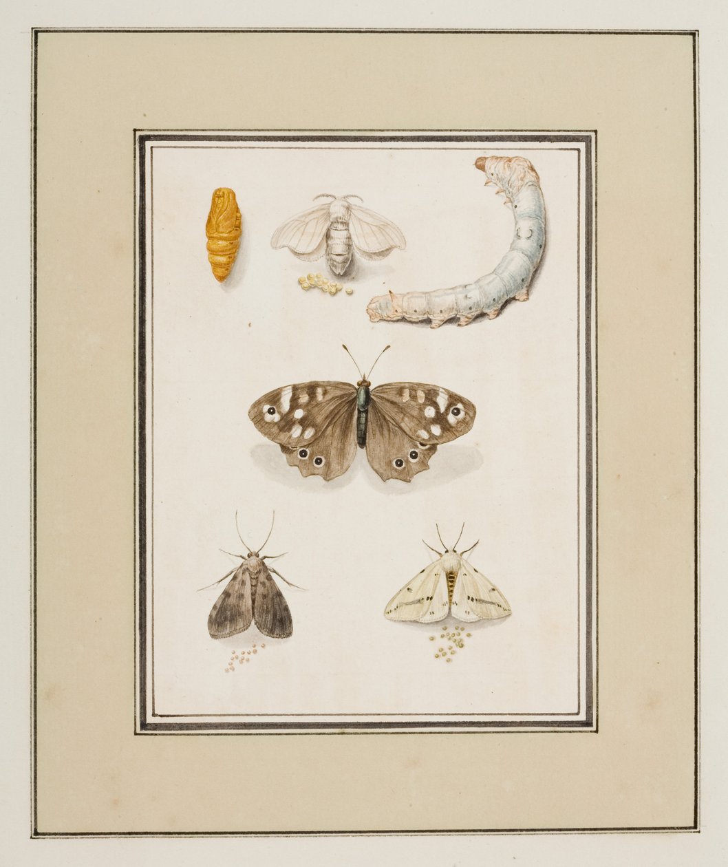 Vlinders, motten en rupsen, c.1755-65 door Pierre Francois Ledoulx