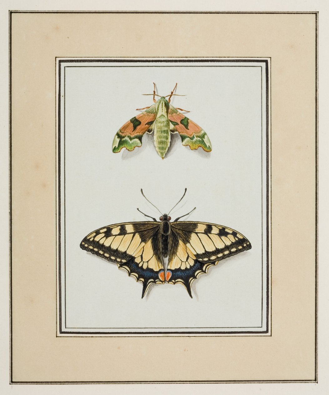Nachtvlinder en Koninginnepage, ca. 1755-65 door Pierre Francois Ledoulx