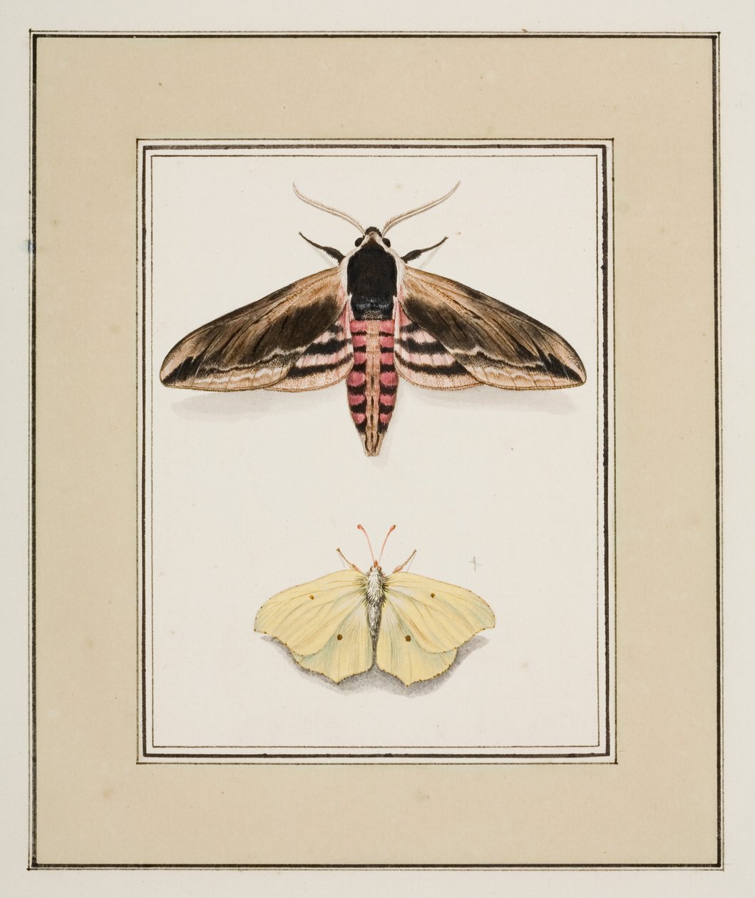 Ligusterpijlstaart en citroenvlinder, ca.1755-65 door Pierre Francois Ledoulx