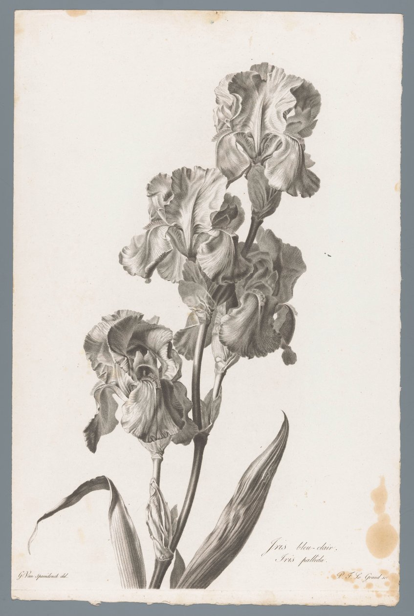 Dalmatische iris door Pierre François Legrand