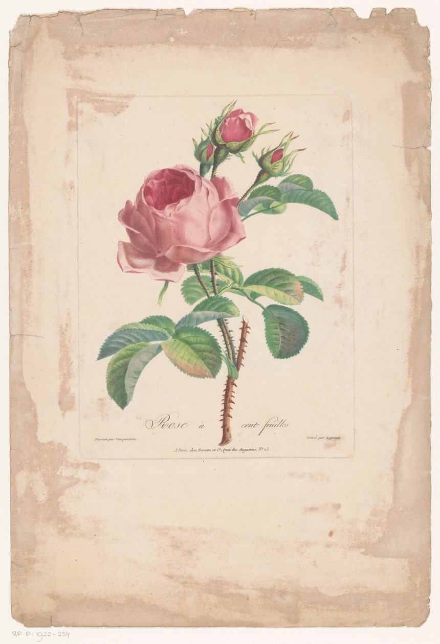 Honderdbladige roos door Pierre François Legrand