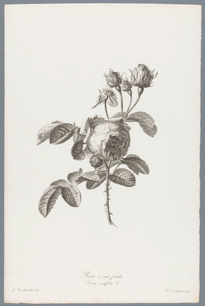 Honderdbladige roos door Pierre François Legrand
