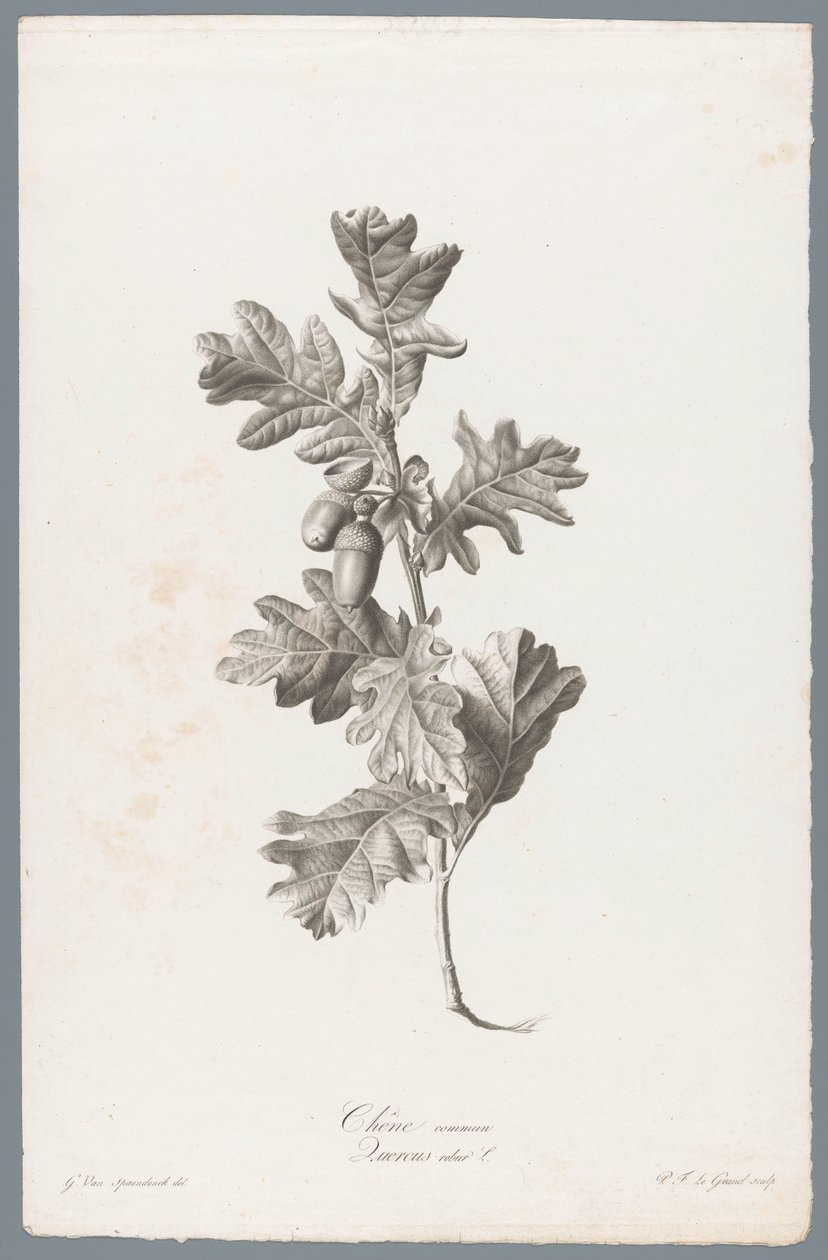 Zomereik door Pierre François Legrand