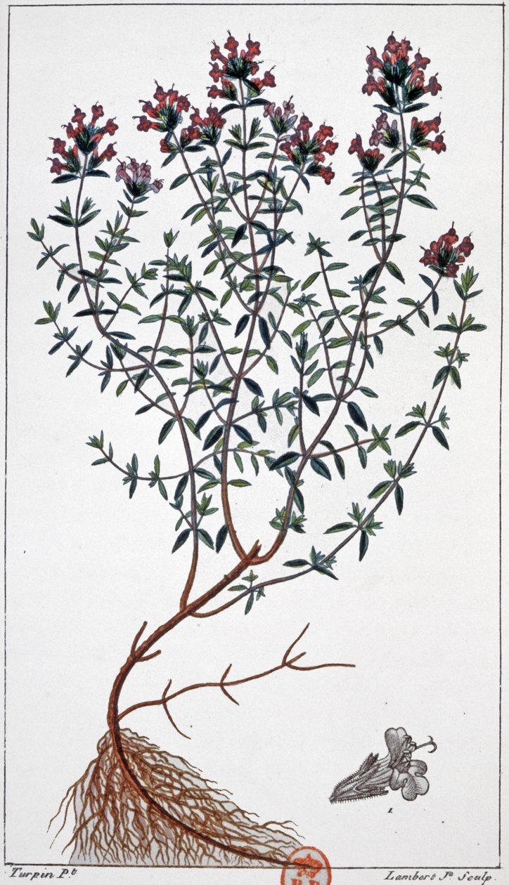 Tijm, ca. 1850 (gravure) door Pierre Jean Francois (after) Turpin