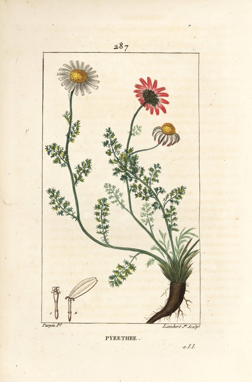 Afrikaanse pyrethrum - Spaanse kamille, Anthemis pyrethrum (Anacyclus pyrethrum) met bloemen, blad, stengel en wortels door Pierre Jean Francois Turpin
