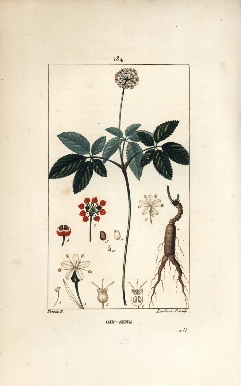 Amerikaanse ginseng door Pierre Jean Francois Turpin