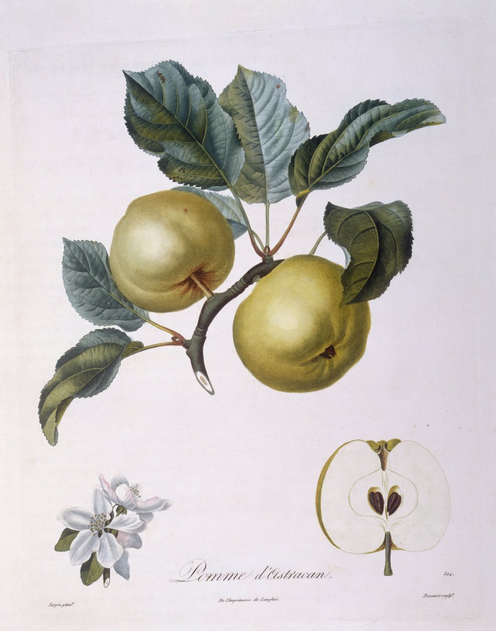 Appel "Pomme d