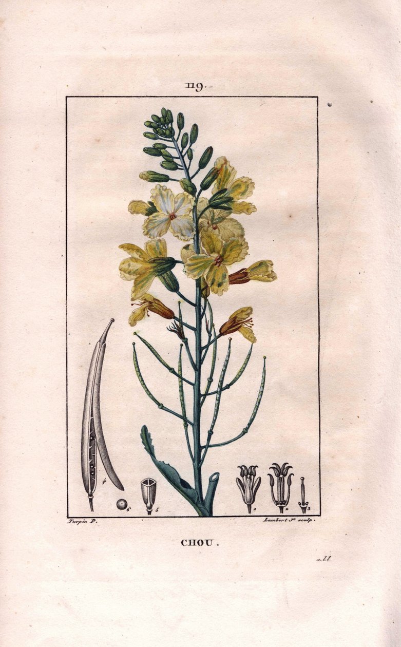 Botanisch: koolbloem. Handgekleurde stipple kopergravure door Lambert naar een tekening van Pierre Jean-Francois Turpin uit Chaumeton, Poiret et Chamberet