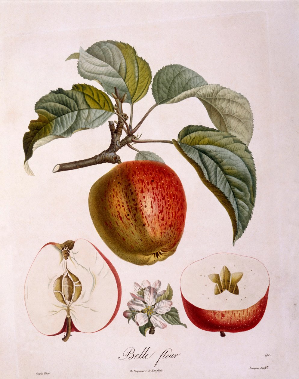 Botanie - Rosaceae - appel 'Mooie bloem' | Kunstafdruk