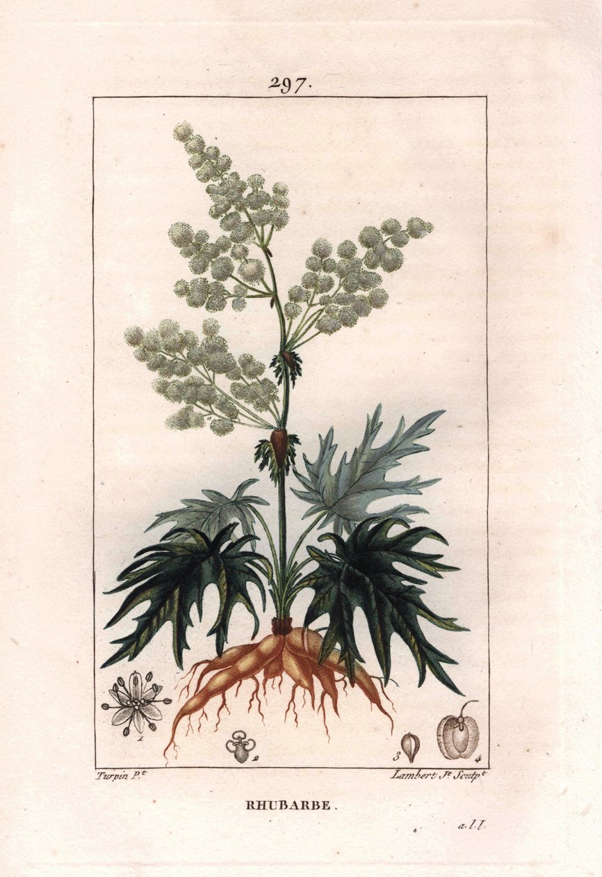 Botanie: rabarber - Rabarberplant, bladeren en wortels. Handgekleurde gravure door Lambert naar een tekening van Pierre Jean-Francois Turpin uit 