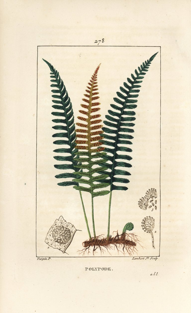 Gewone eikvaren - Polypody varen, Polypodium vulgare, met blad, zaad en wortel door Pierre Jean Francois Turpin