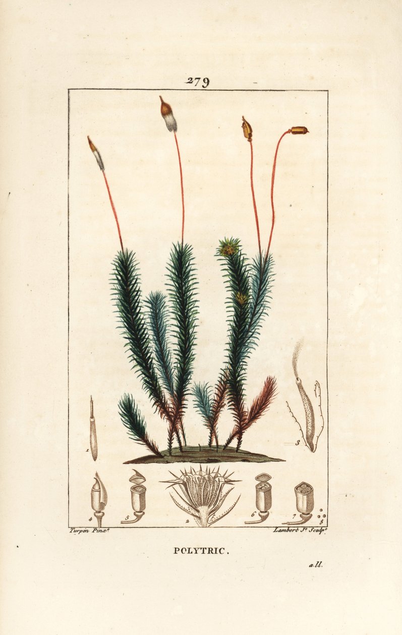 Gewone haarmos door Pierre Jean Francois Turpin