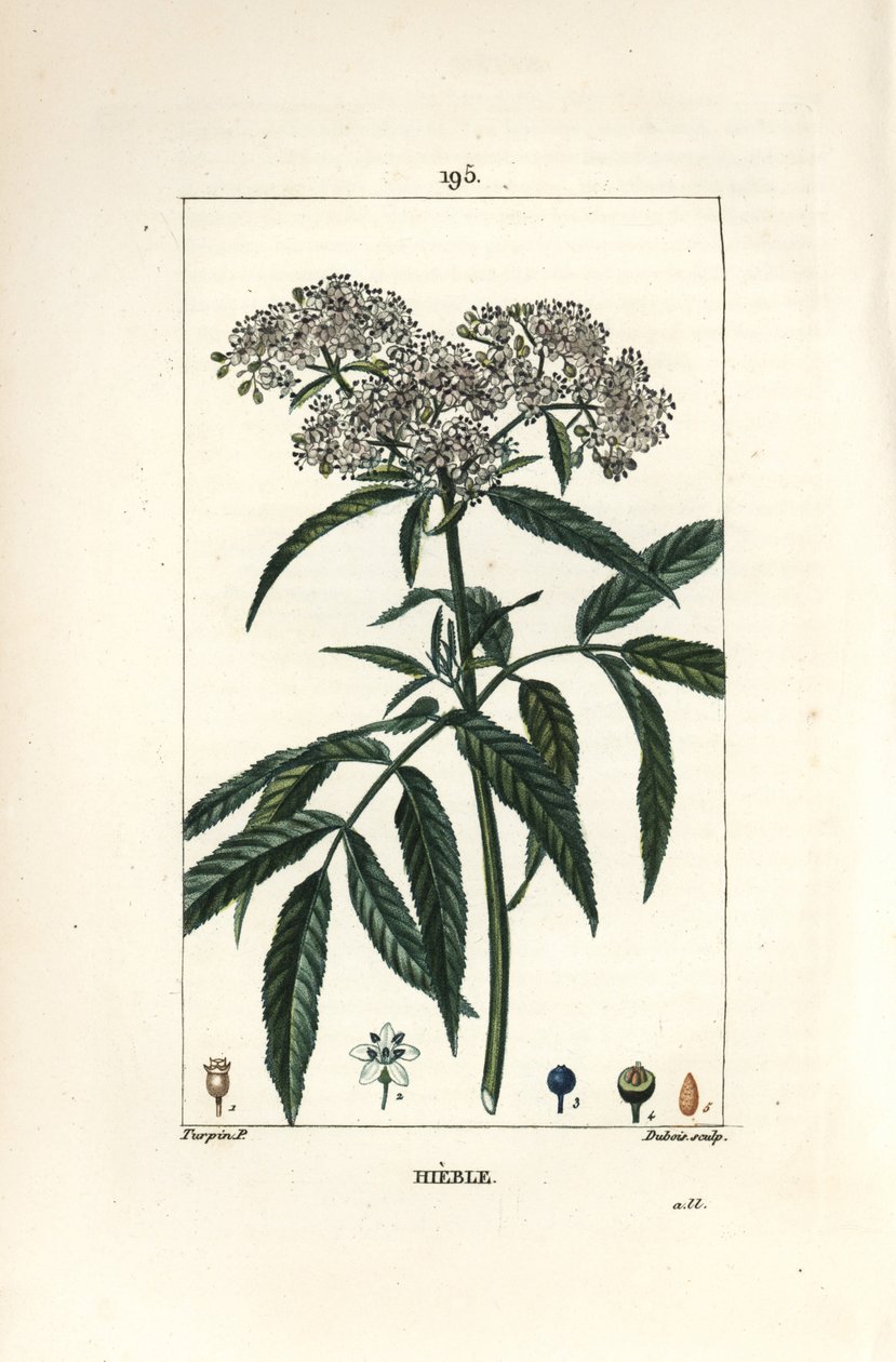 Dwergvlier - Dwergvlier, Sambucus humilis. Handgekleurde stipple kopergravure door Lambert Junior naar een tekening van Pierre Jean-Francois Turpin uit Chaumeton, Poiret en Chamberet
