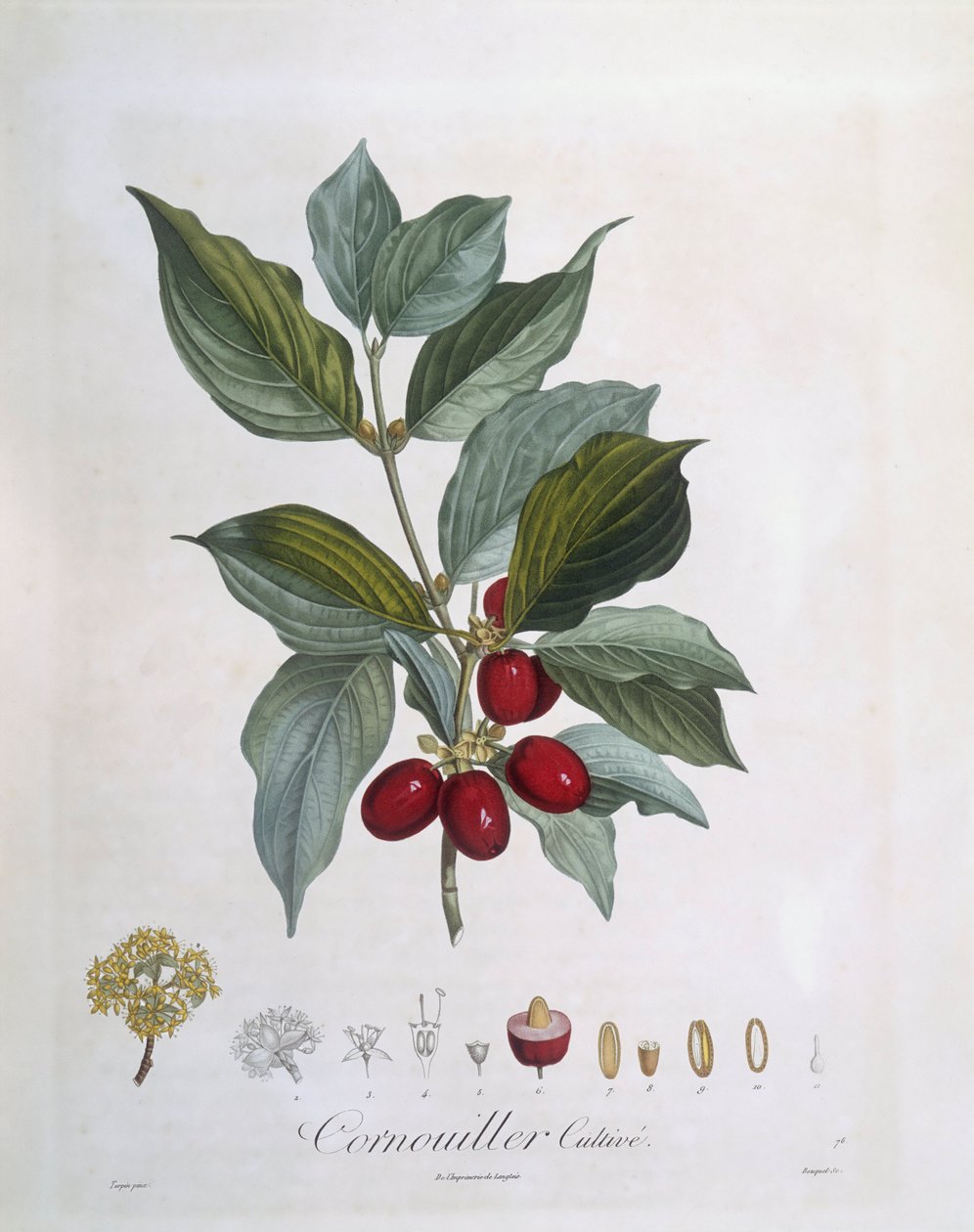 Europese kornoelje (Cornus mas), botanische plaat door Pierre Jean Francois Turpin door Pierre Jean Francois Turpin