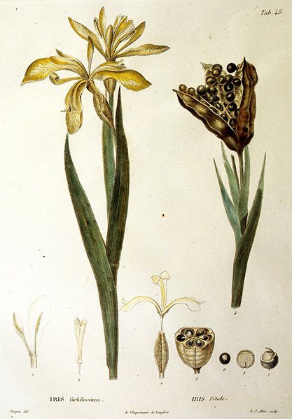 Stinkende Iris, gegraveerd door L. J. Allais (handgekleurde gravure) door Pierre Jean Francois Turpin