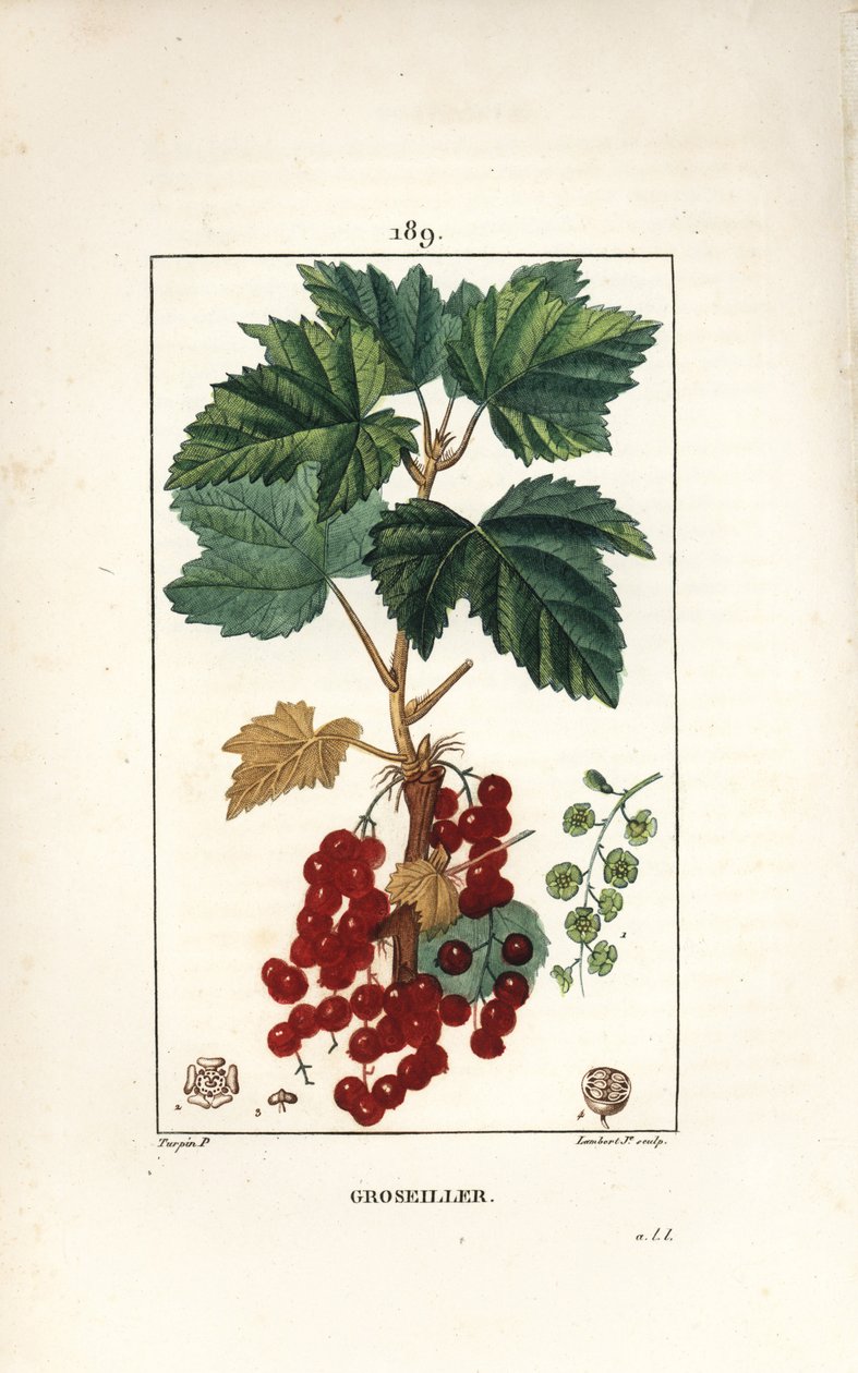 Gooseillier een trossen door Pierre Jean Francois Turpin