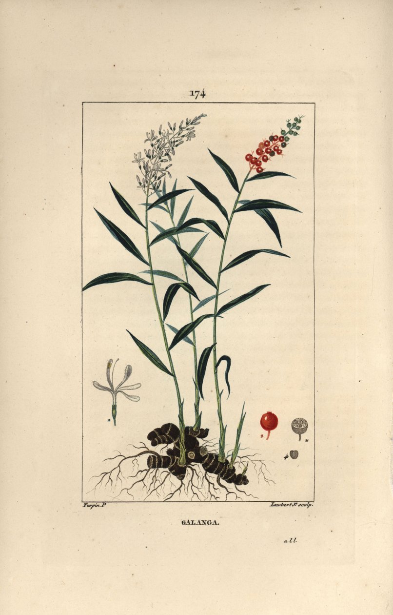 Grote galanga of Galanga - Grotere of Thaise galanga, Alpinia galanga, met bloemen, bessen, bladeren en wortelstok. Handgekleurde stipple kopergravure door Lambert Junior naar een tekening van Pierre Jean-Francois Turpin uit Chaumeton, Poiret et Ch door Pierre Jean Francois Turpin