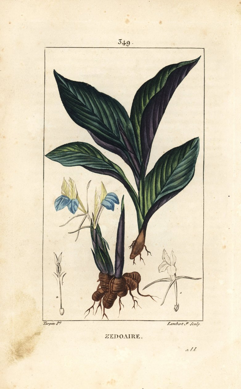 Himalaya krokus - Zedoary, Koempferia rotunda, met bloem, blad, stengel en wortelstok door Pierre Jean Francois Turpin