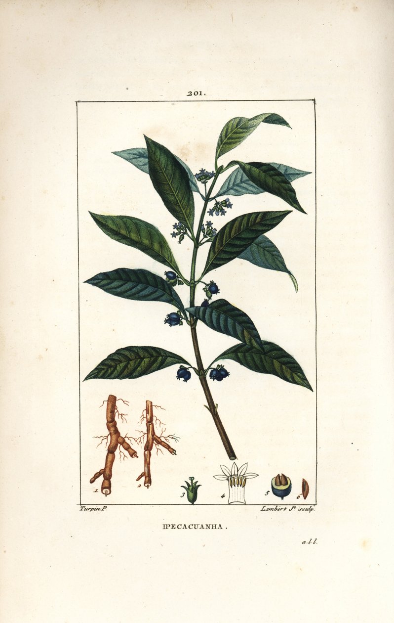 Ipecacuanha, Psychotria emetica, met blad, bloem en wortel door Pierre Jean Francois Turpin