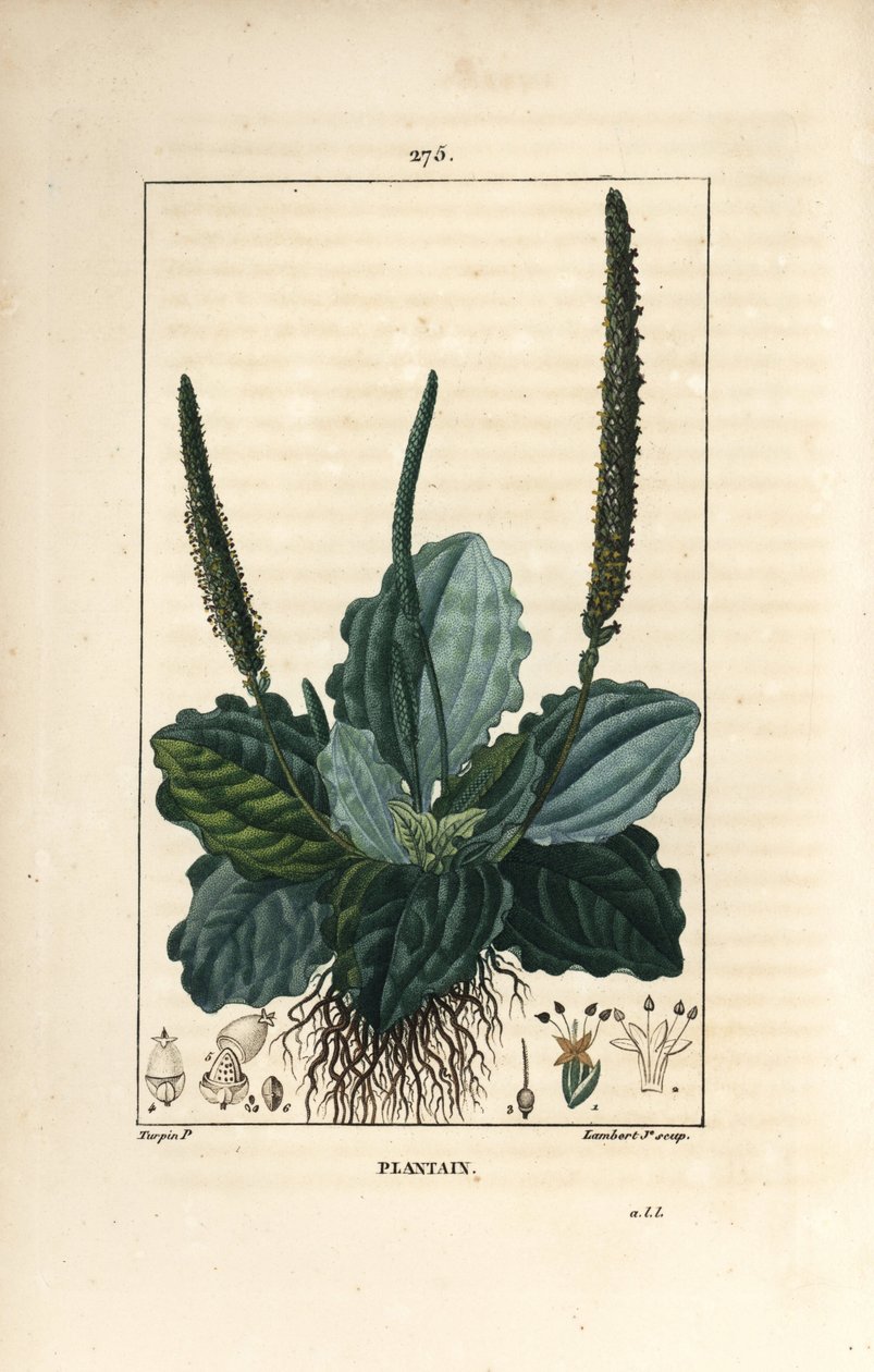 Grote weegbree - Weegbree, Plantago major, met blad, bloem en wortels door Pierre Jean Francois Turpin